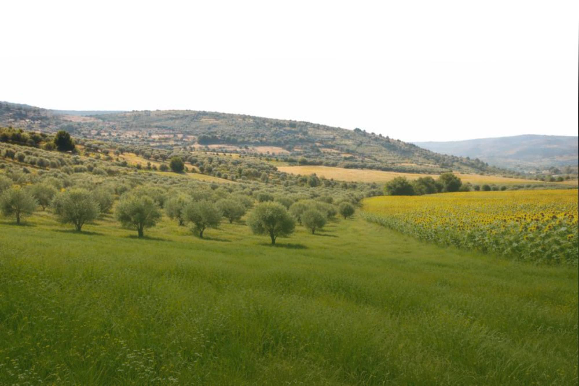 campo Umbría Carbono